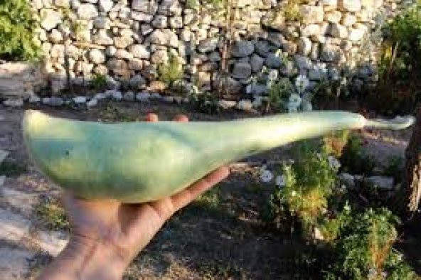 Nadir Haylan Kabağı Tohumu Ekim Seti Kabak Tohumu 3 Tohum Sıyırma Saksı Toprak Kombin - 2