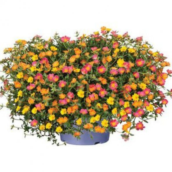 Karışık İpek Şellaki Çiçeği Tohumu 5 Tohum Çiçek Tohumu ürün görseli