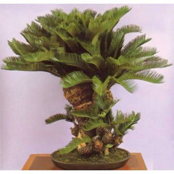 Nadir İthal Palmiye Bonzai Ağacı Tohumu 3 Tohum Bonsai Tohumu - 3