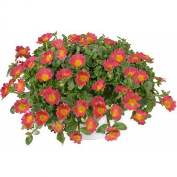 Karışık İpek Şellaki Çiçeği Tohumu 5 Tohum Çiçek Tohumu - Resim 2