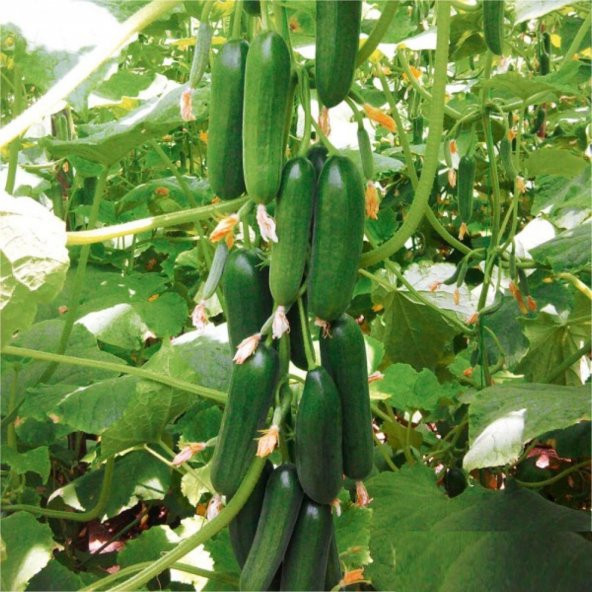 Erkenci Badem Salatalık Tohumu Ekim Seti 10 Tohum Saksı Toprak Kombin - Resim 2