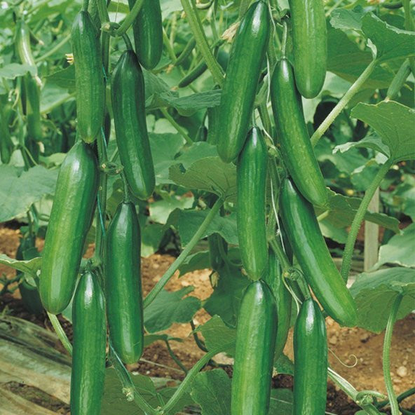 Erkenci Badem Salatalık Tohumu Ekim Seti 10 Tohum Saksı Toprak Kombin - Resim 3