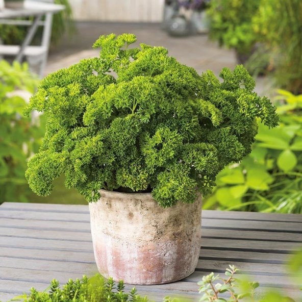 Nadir İtalyan Kıvırcık Maydanoz Tohumu Ekim Seti 100 Tohum Maydonoz Tohumu Saksı Toprak Kombin - Resim 3