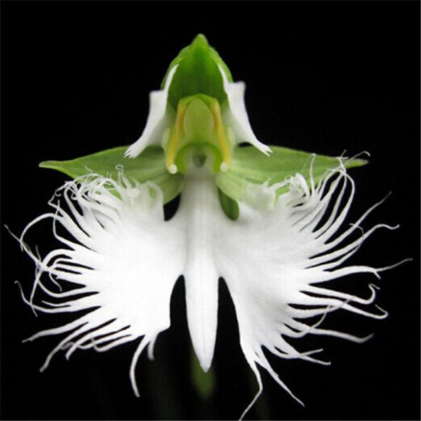 Çok Nadir Japon Radiata Orkide Çiçeği Tohumu 5 Tohum Orkide Tohumu - Resim 5