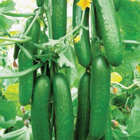 Erkenci Badem Salatalık Tohumu Ekim Seti 10 Tohum Saksı Toprak Kombin - Resim 4