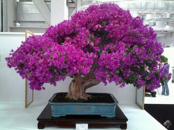 Nadir İthal Erguvan Bonzai Ağacı Tohumu 5 Tohum Bonsai Tohumu