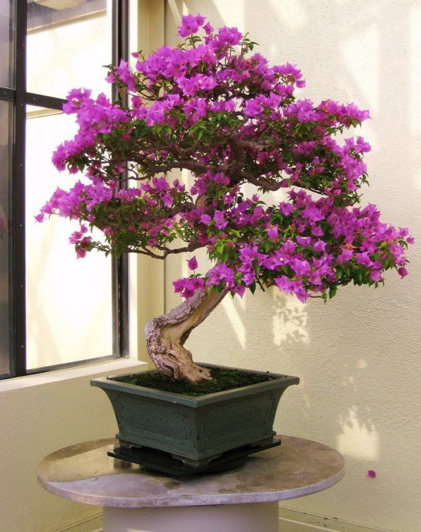 Nadir İthal Erguvan Bonzai Ağacı Tohumu 5 Tohum Bonsai Tohumu - 2