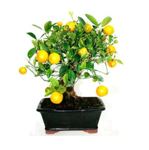 Nadir İthal Limon Bonzai Ağacı Tohumu Ekim Seti 5 Tohum Saksı Toprak Kombin