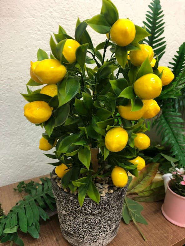 Nadir İthal Saksılık Hint Limon Ağacı Tohumu Ekim Seti 3 Tohum Saksı Toprak Kombin - 3