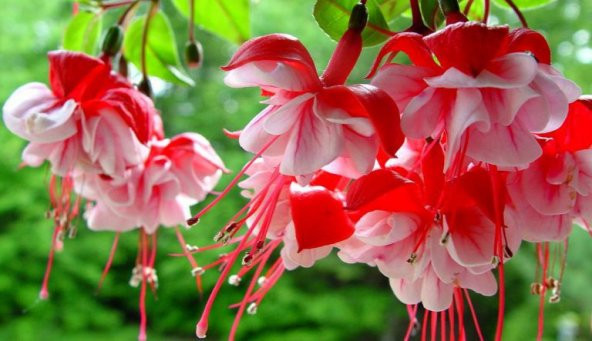 Nadir Pembe Küpeli Çiçeği Tohumu 5 Tohum Çiçek Tohumu - 2