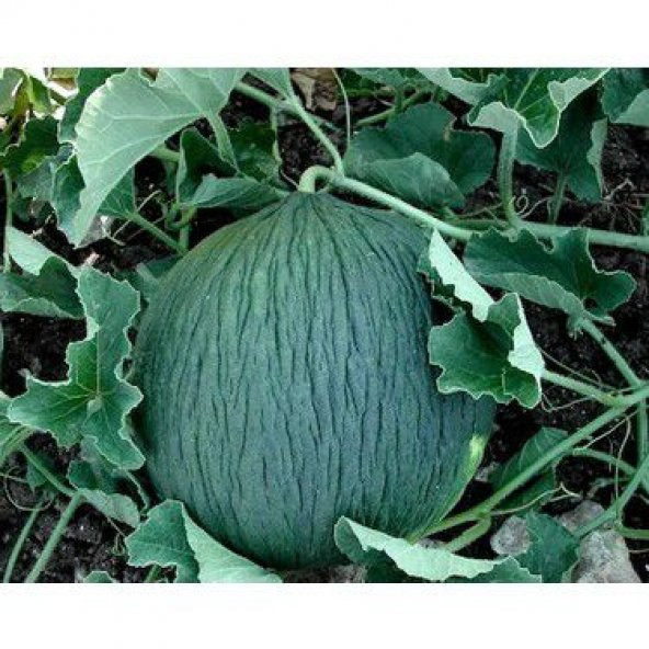 Eko Paket 75 Tohum Meşhur Hasanbey Kışlık Kavun Tohumu - 4