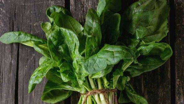 Eko Paket 500 Tohum Geleneksel ıspanak Tohumu - 3