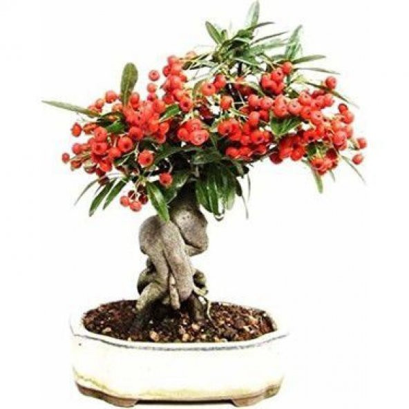 Nadir İthal Kahve Bonzai Ağacı Tohumu 3 Tohum Bonsai Tohumu