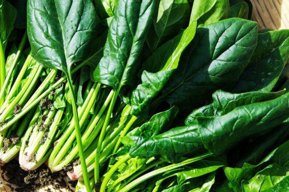 Geleneksel ıspanak Tohumu Ekim Seti 50 Tohum Saksı Toprak Kombin - Resim 4