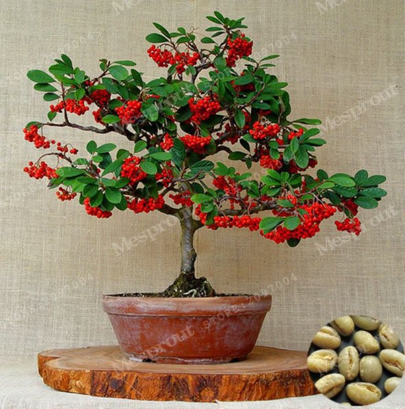 Nadir İthal Kahve Bonzai Ağacı Tohumu 3 Tohum Bonsai Tohumu - 2
