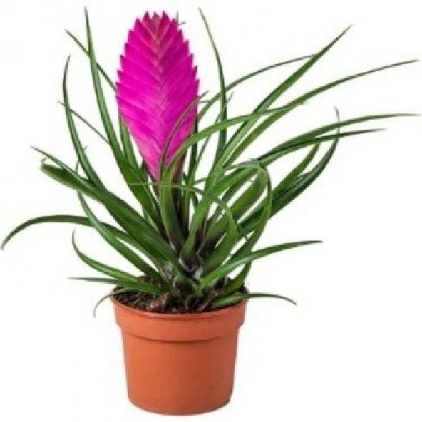 İthal Nadir Tillandsia Çiçeği Tohumu Ekim Seti Çiçek Tohumu Tilandsia 5 Tohum Saksı Toprak Kombin
