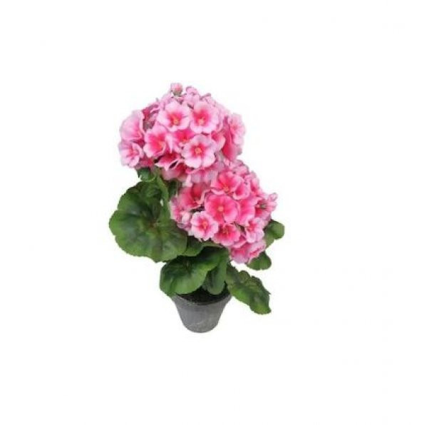 Pembe Çan Çiçeği Tohumu Ekim Seti Kadeh Çiçeği Tohumu 10 Tohum Saksı Toprak Kombin