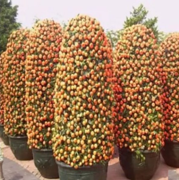 Nadir İthal Bodur Mandalina Ağacı Tohumu 3 Tohum