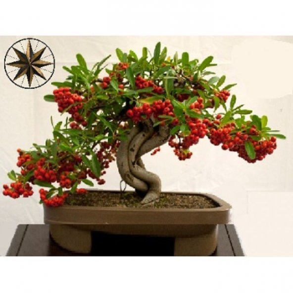 Nadir İthal Kahve Bonzai Ağacı Tohumu 3 Tohum Bonsai Tohumu - 3