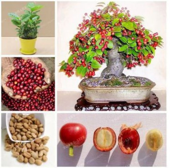 Nadir İthal Kahve Bonzai Ağacı Tohumu 3 Tohum Bonsai Tohumu - 4