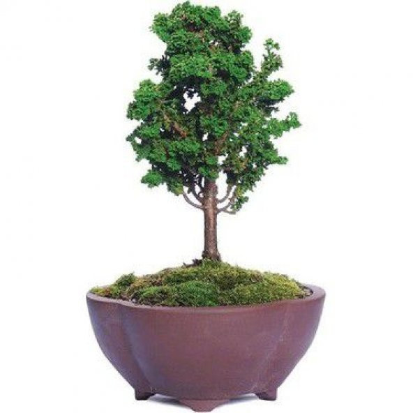 Nadir İthal Selvi Bonzai Ağacı Tohumu Ekim Seti 5 Tohum Saksı Toprak Kombin