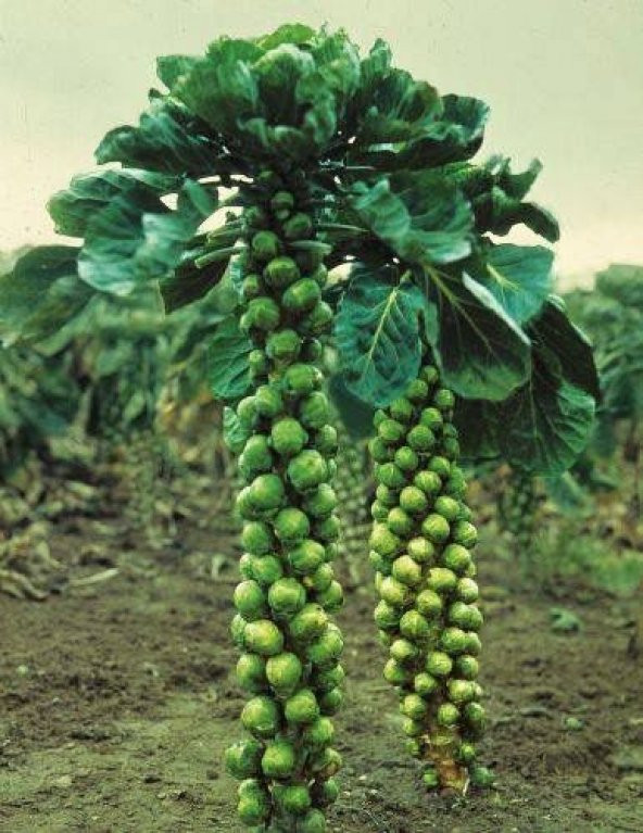 Nadir Brüksel Lahana Tohumu Ekim Seti 25 Tohum Brüksel Lahanası Tohumu Saksı Toprak Kombin - Resim 2