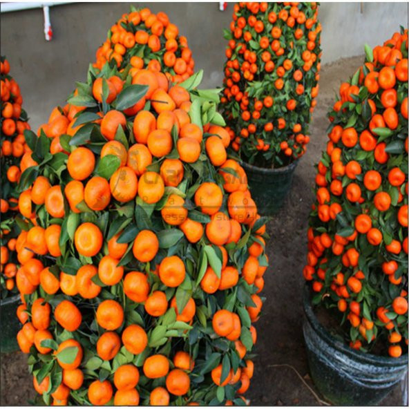 Nadir İthal Bodur Mandalina Ağacı Tohumu 3 Tohum - 3