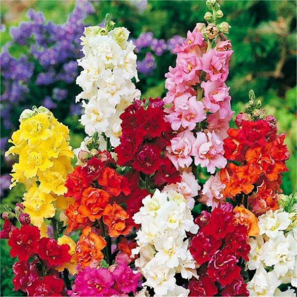 Nadir İthal Bocca Çiçeği Tohumu Çiçek Tohumu Ekim Seti 10 Tohum Saksı Toprak Kombin - 4