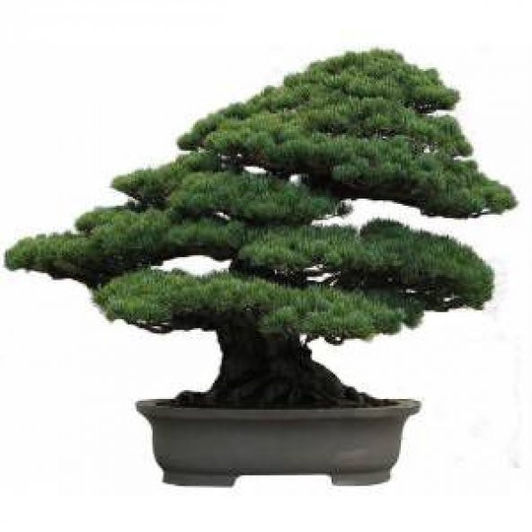 Nadir İthal Selvi Bonzai Ağacı Tohumu 5 Tohum Bonsai Tohumu - Resim 3