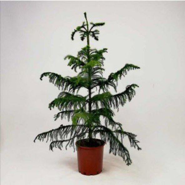 Nadir İthal Bodur Arokarya Ağacı Tohumu 15 Tohum Salon Çamı Tohumu - Resim 3