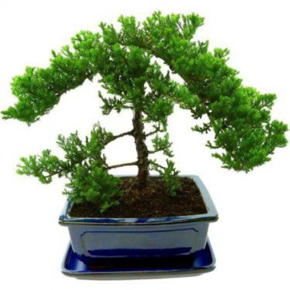 Nadir İthal Selvi Bonzai Ağacı Tohumu 5 Tohum Bonsai Tohumu - Resim 4