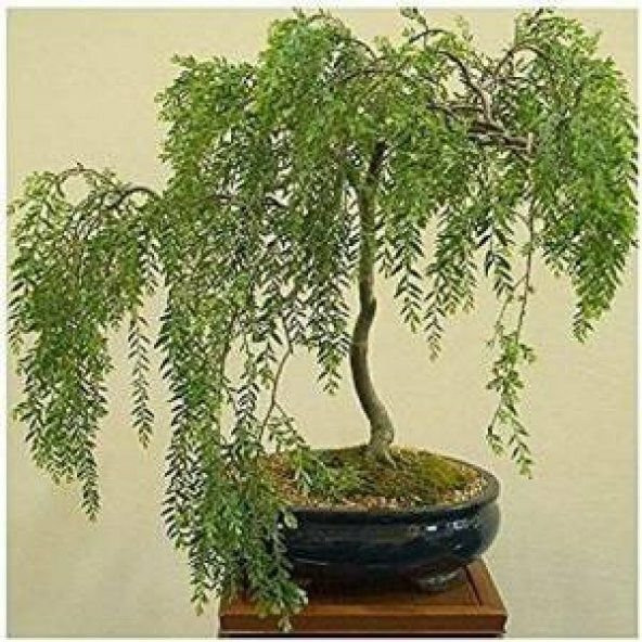 Nadir İthal Kıbrıs Akasya Bonzai Ağacı Tohumu 5 Tohum Bonsai Tohumu - 2