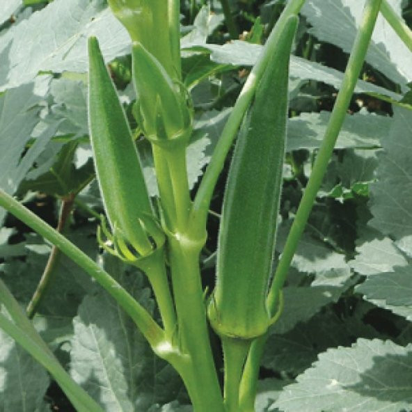 Süper Paket 250 Tohum Meşhur Bamya Tohumu - 2
