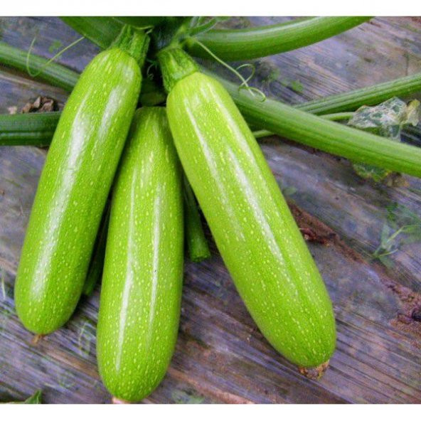 Süper Paket 75 Tohum Meşhur Sakız Kabak Tohumu Şehir Kabağı Tohumu Beyaz Kabak Tohumu - 4