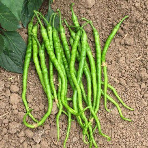 Süper Paket 400 Tohum Meşhur Sivri Tatlı Kıl Biber Tohumu - Resim 4