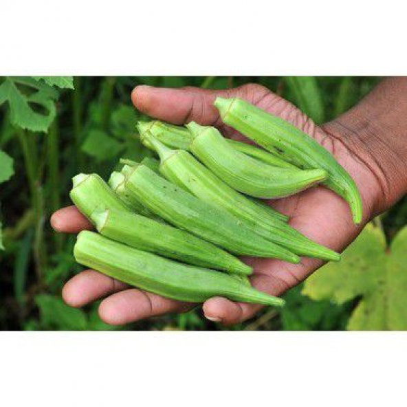 Süper Paket 250 Tohum Meşhur Bamya Tohumu - 3