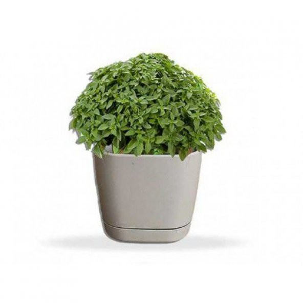 Süper Paket 500 Tohum Meşhur Mis Kokulu Nane Tohumu