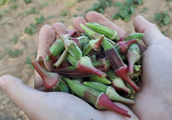 Nadir Kınalı Bamya Tohumu 10 Tohum - Resim 2