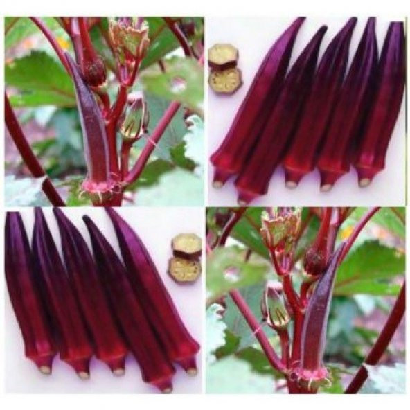 Eko Paket 25 Tohum Nadir İthal Kırmızı Bamya Tohumu - Resim 4