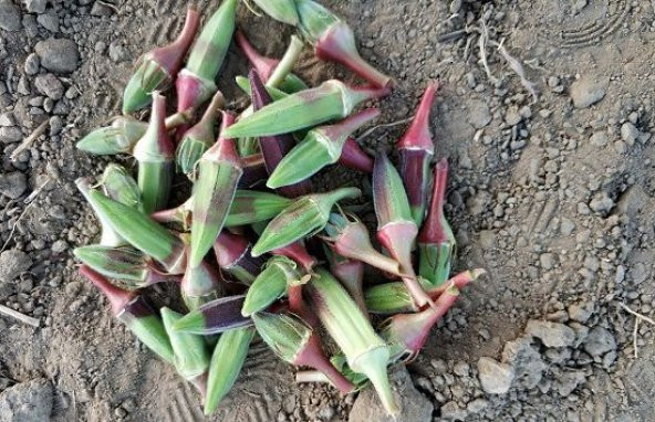 Nadir Kınalı Bamya Tohumu 10 Tohum - Resim 3