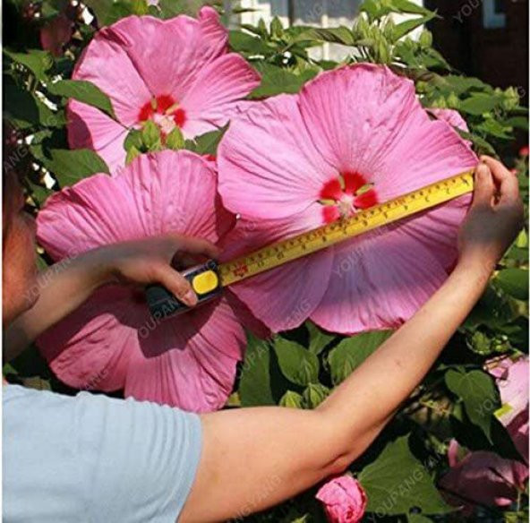 Dev Hibiscus Çiçeği Tohumu Ekim Seti Çiçek Tohumu 5 Tohum Saksı Toprak Kombin - 2