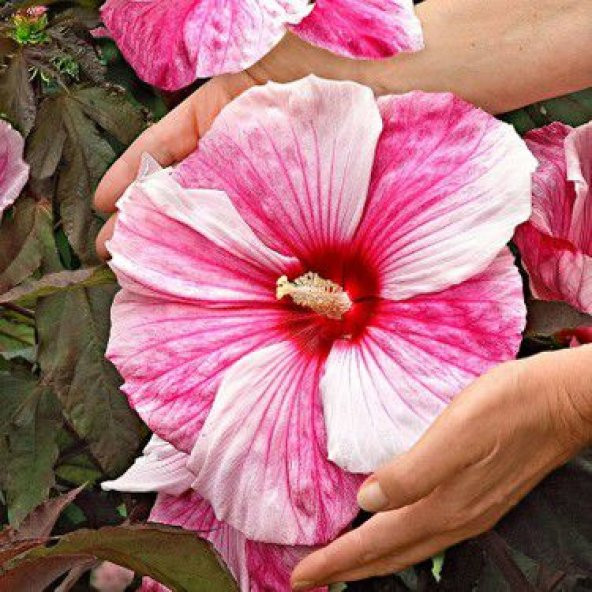 Dev Hibiscus Çiçeği Tohumu Ekim Seti Çiçek Tohumu 5 Tohum Saksı Toprak Kombin - 3