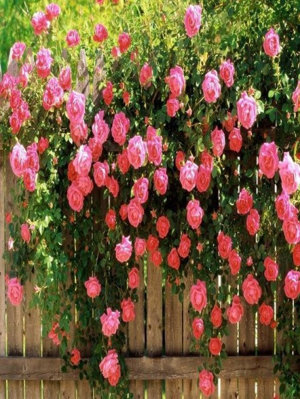 Saksılık Nadir Yediveren Pembe Sarmaşık Gül Tohumu 5 Tohum - 2