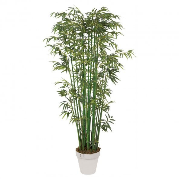 Saksılık Nadir İthal Yeşil Bambu Tohumu 5 Tohum