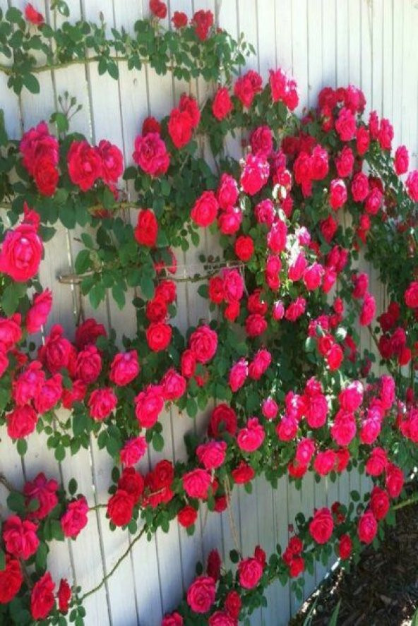 Saksılık Nadir Yediveren Kırmızı Sarmaşık Gül Tohumu 5 Tohum - 4