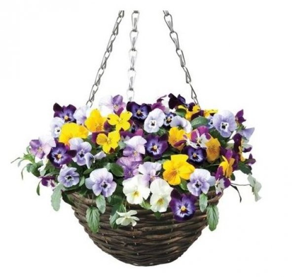 Saksılık Karışık Hercai Menekşe Çiçeği Tohumu Ekim Seti 5 Tohum Çiçek Tohumu Saksı Toprak Kombin