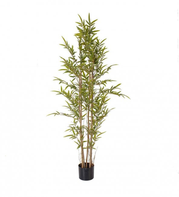 Saksılık Nadir İthal Yeşil Bambu Tohumu 5 Tohum - 2