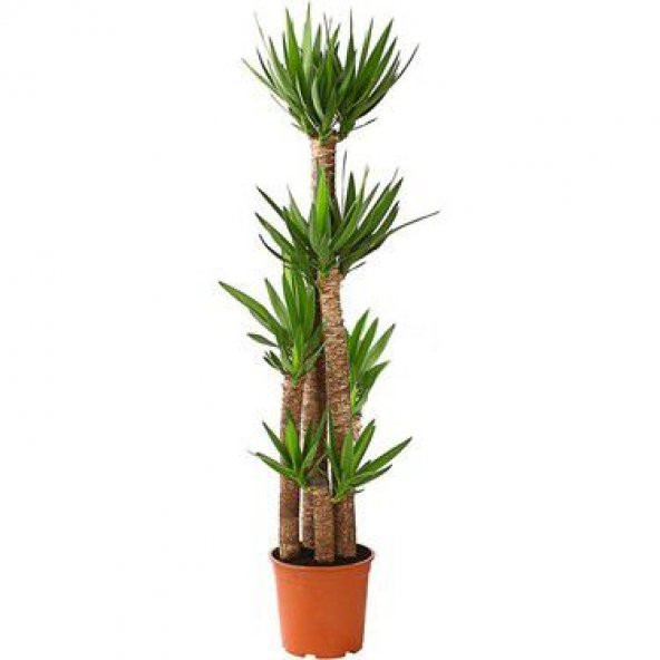 Nadir İthal Yucca Tohumu Ekim Seti Avize Çiçeği Tohumu 5 Tohum Yuka Yukka Tohumu Saksı Toprak Kombin