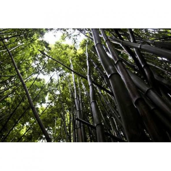 Saksılık Nadir İthal Kara Bambu Tohumu Ekim Seti 5 Tohum Saksı Toprak Kombin - 4