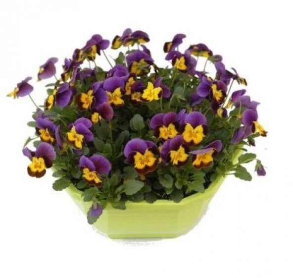 Saksılık Karışık Hercai Menekşe Çiçeği Tohumu Ekim Seti 5 Tohum Çiçek Tohumu Saksı Toprak Kombin - 2